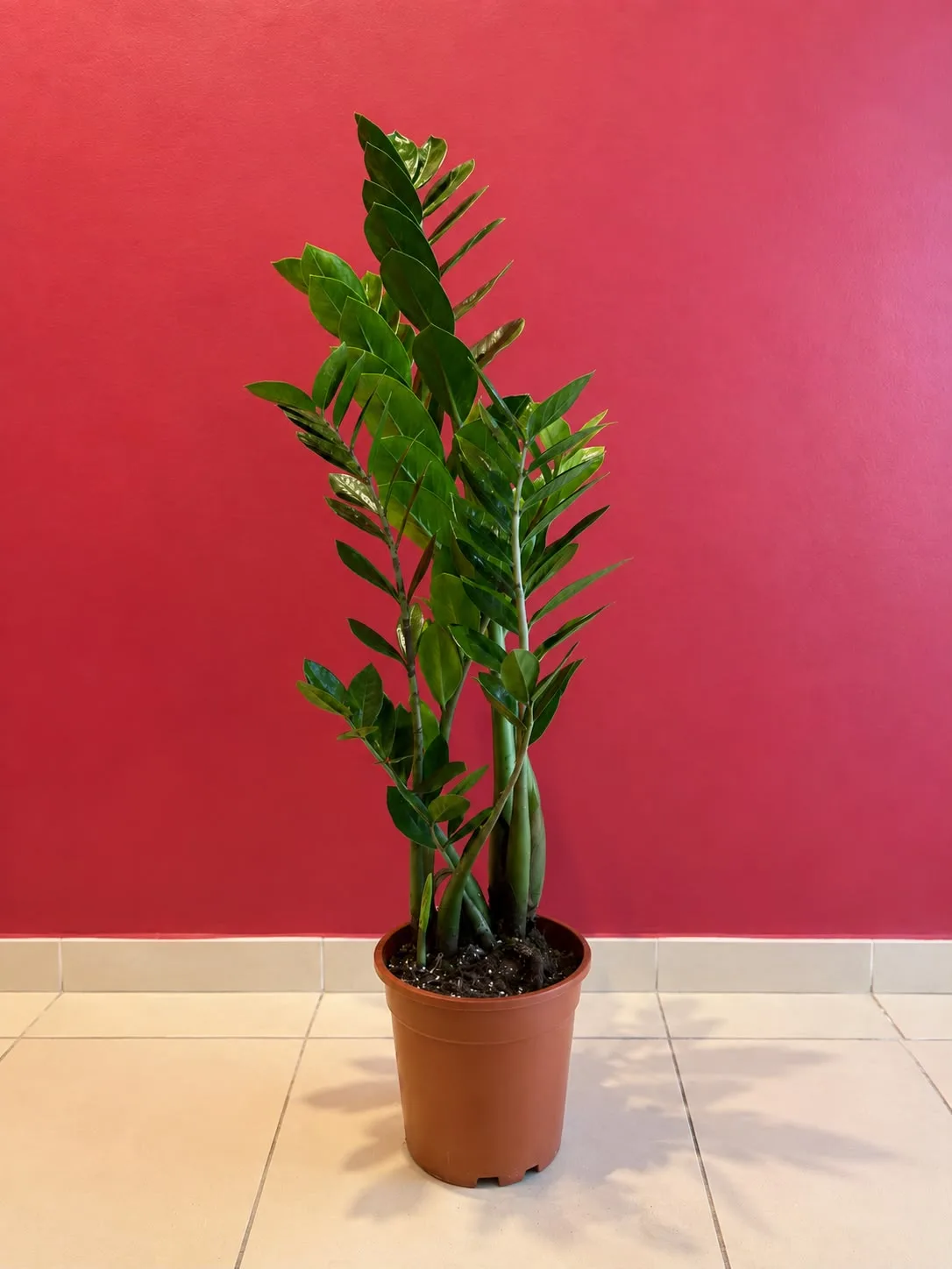 Zamia(Büyük)