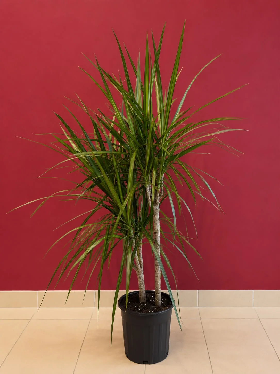 Marginata 2'li (15x45)