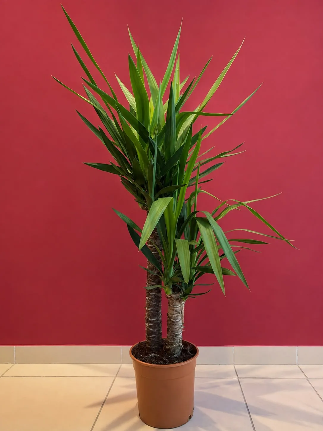 Yucca 2'li (30x60)